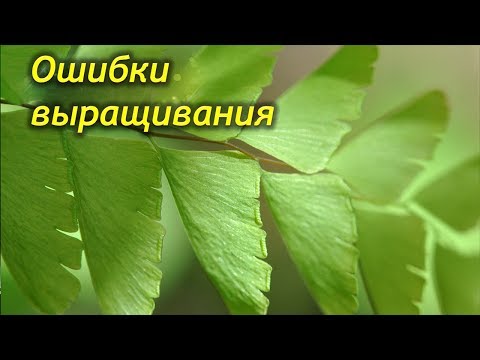 Ошибки выращивания папоротников. Не растет и болеет, что делать?