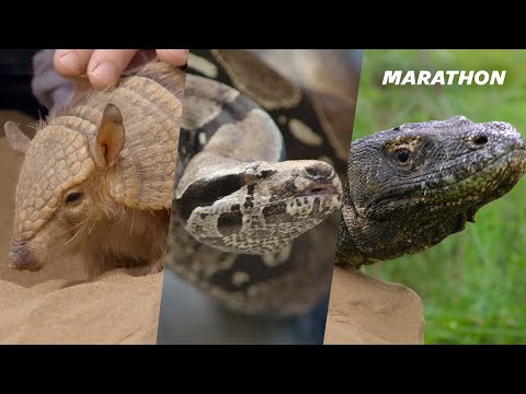 2 Hours of the World’s Most Fascinating Animals (4K Documentary)