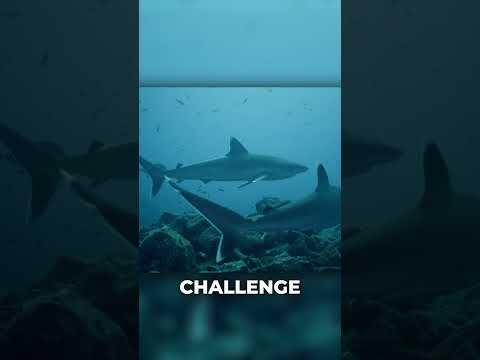 Is Megalodon Still a Mystery to Science?