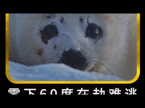 冒零下60度極寒分娩，剛出生的小海豹面對北極熊追殺該如何生存 #即錄觀世界 #紀錄片 #電影 #北極 #因紐特人