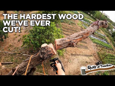 Chainsaw vs Ironwood! Cutting Down The HARDEST Wood We've Ever Seen!