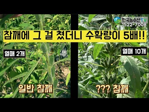 [KAF TV] I used that on sesame plants and the result was really good.