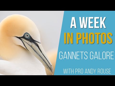 Pro Andy. Rouse talks gannets, choosing AF points, 300 2.8, 2x converters and slow shutter speeds