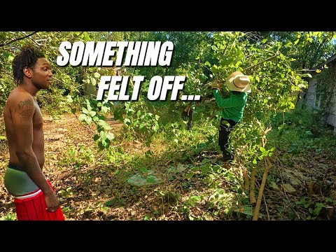 They’d Been Trapped Behind This Overgrowth for Years… No One Helped