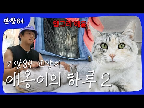 애옹이의 하루 2