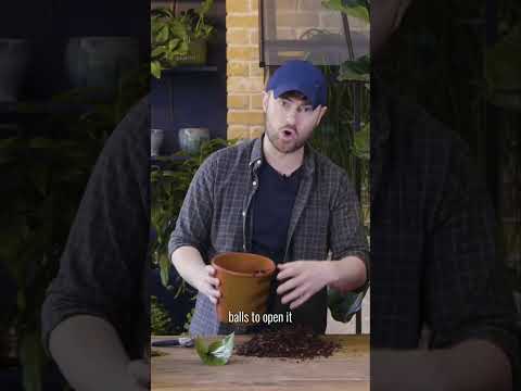 Master plant rotting | Tips for thriving Fiddle Leaf Figs | House Beautiful