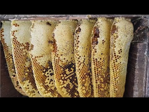 夹带花粉的蜂蜜香 #采蜂蜜的全过程 #花粉 #老巢蜜 #大自然的馈赠 #廖老三的乡村生活