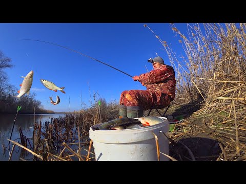РЫБЫ ТОННА, АЖ ХАПАЕТ ВСЕ КРЮЧКИ. ТУТ ВОДЫ ПО КОЛЕНО. ЗИМНЯЯ РЫБАЛКА НА ПОПЛАВОК. Поплавочная удочка