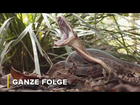 Schlange vs. Eidechse: Der kaltblütige Kampf | Geheimnisse des wilden Australien 101