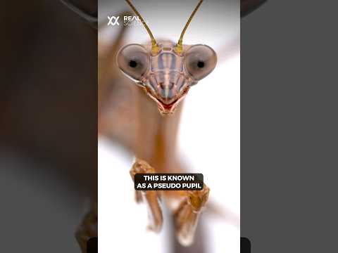 Why a praying mantis always seems to stare at you