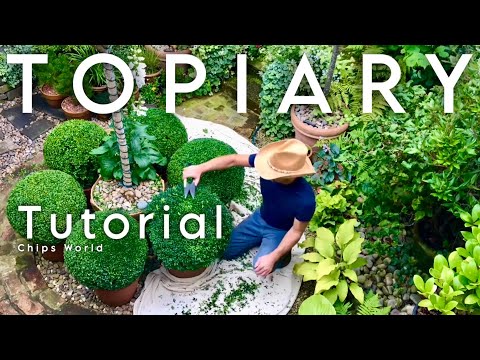 Tutorial: Boxwood Topiary Balls #boxwood  #topiaryballs #buxus