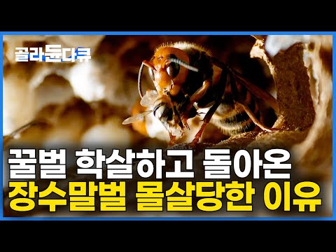 이렇게 죽을 줄 몰랐다｜느긋하게 꿀벌 먹던 장수말벌 5초 뒤 결말｜양봉｜다큐프라임｜#골라듄다큐
