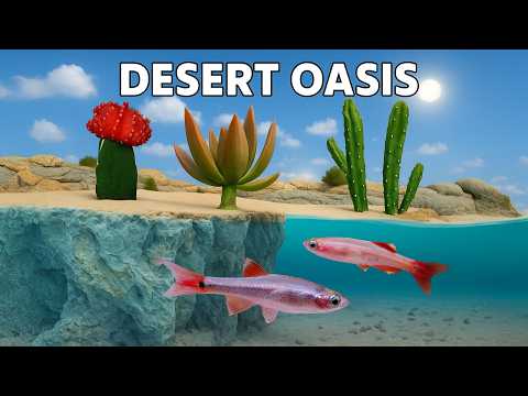 I Built a Mini Desert Oasis