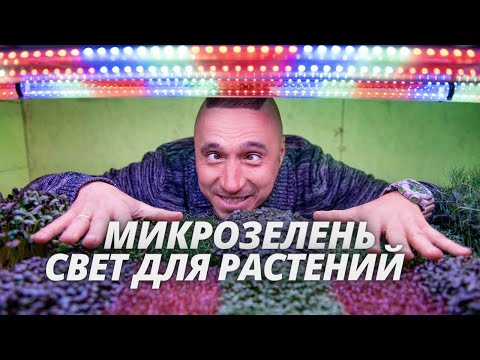 Микрозелень Освещение растений лампами на  сити ферме гидропоники