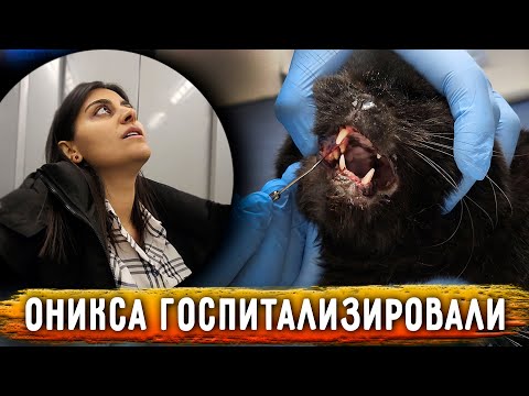 Ониксу пришлось лечь на стационар. Чаку отказали в операции за ненадобностью. Что с лапами Нукера?