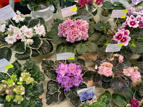 ВЫСТАВКА ФИАЛОК И НЕ ТОЛЬКО, 20.12.2023 В САНКТ-ПЕТЕРБУРГЕ