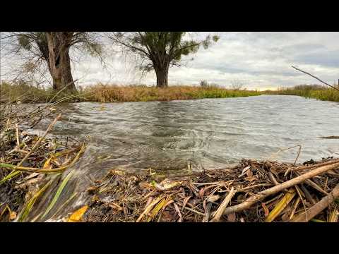 This Beaver Dam Is Practically INVINCIBLE — You Must See Why!
