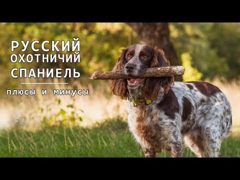 RUSSIAN HUNTING SPANIEL. Pros and Cons