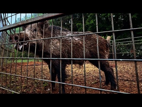 A day of boar hogs, surgeries and a flat tire.