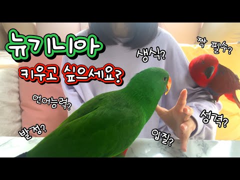 [지구젤리/ 정보] 뉴기니아 키우기 전 필수 시청! 이것 만큼은 꼭 알아야합니다!