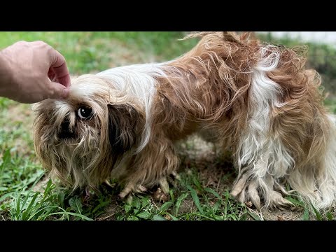 This Dog NEEDED MY HELP