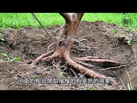 【樹呆子小學堂】覆土有多嚴重?你可能想像不到