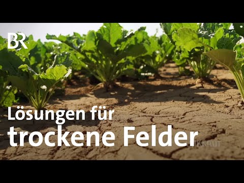 Trockene Felder und Wassermangel: So verändert der Klimawandel die Landwirtschaft | Unkraut | BR
