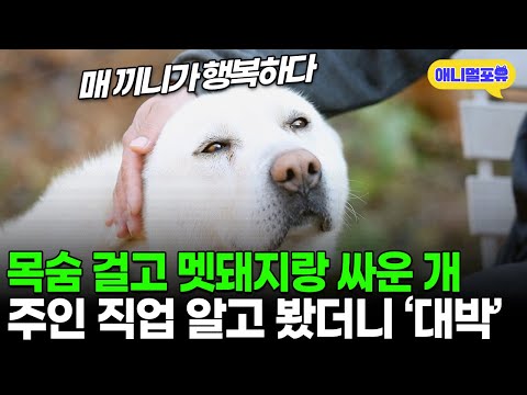 80kg 멧돼지 맞서 싸워 주인 살린 개, 주인 알고 봤더니.. I KBS 동물극장 단짝 221217 방송