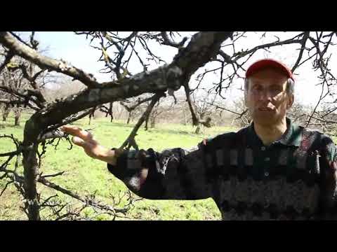 Apple tree pruning: An old, neglected tree. Lesson 11 from Nikolai Rabushko's Fruit Tree Pruning ...