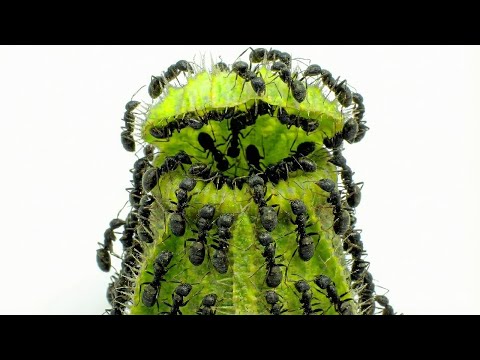 Ant Colony vs Carnivorous Plant
