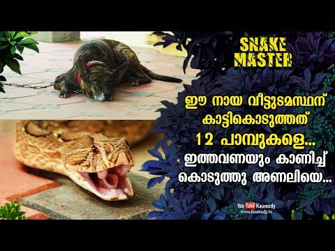 Wow! Very special Dog shows 12 snakes to Master, and one a deadly Viper | Snakemaster 481