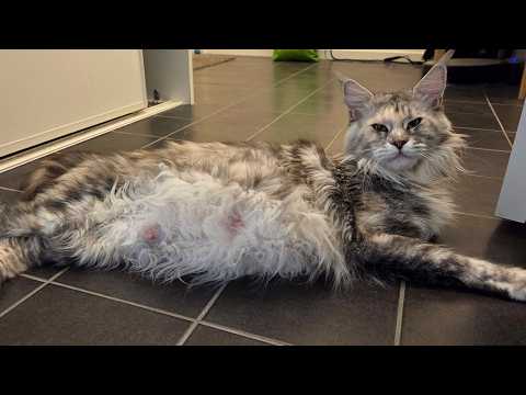 Maine Coon Freya Is Pregnant!