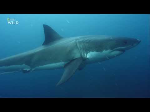Nat Geo Wild - Чудеса океана - 2 серия  Хищник или жертва
