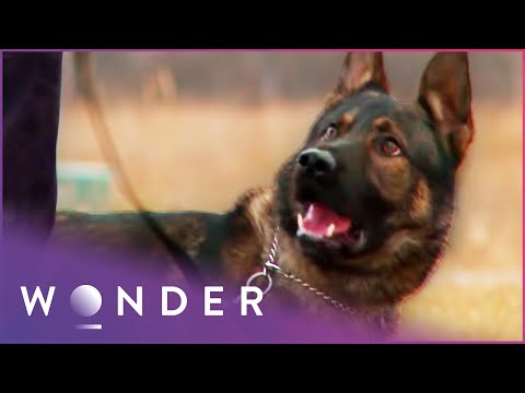 Dogs That Save Lives |  K9 Mounties S1 EP1