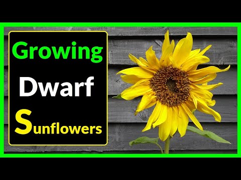 How to Grow Dwarf Sunflowers from Seed to Flower (Complete Process)