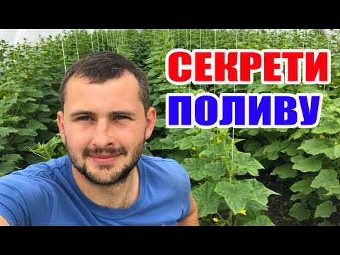 Як поливати огірок ? 100 % ПРАЦЮЄ