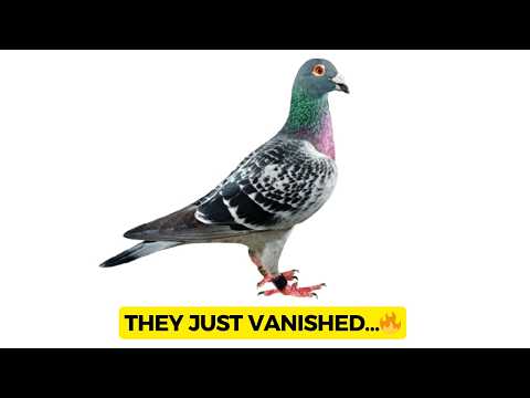 👉 Racing Pigeon UK: The Quantum Compass That Nature Is Losing