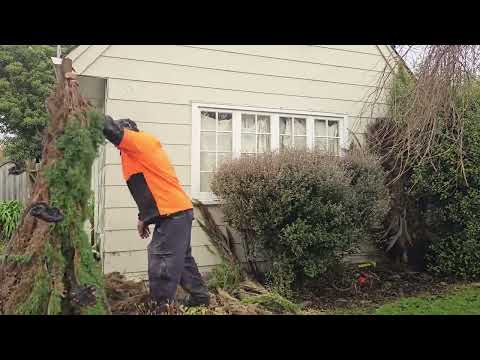 "Cutting Down a Cabbage Tree's & Clearing 5 Years of Dead Leaves!"