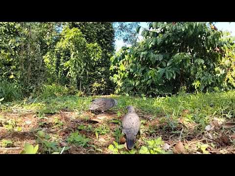 Tưởng là đồ vật cầm trong túi.ai dè bổi mái bay đi.e đi luôn