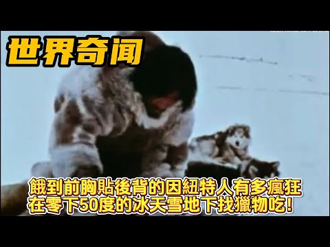 紀錄片：餓到前胸貼後背的因紐特人有多瘋狂，在零下50度的冰天雪地下找獵物吃！#世界奇聞#奇聞#紀錄片