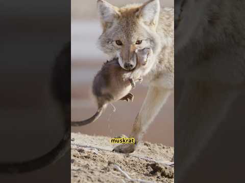 I continue to be impressed with coyotes. This story is just another example of this! #wildlife