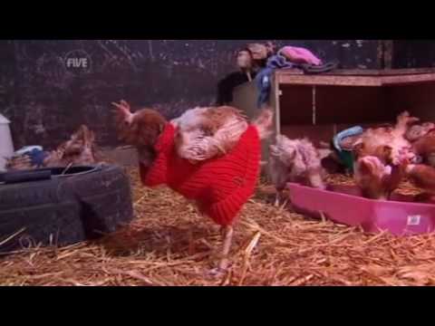 RESCUED BATTERY HENS