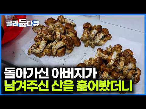 아버지가 유산으로 남겨주신 산에서 발견된 대량의 송이｜극한직업｜#골라듄다큐