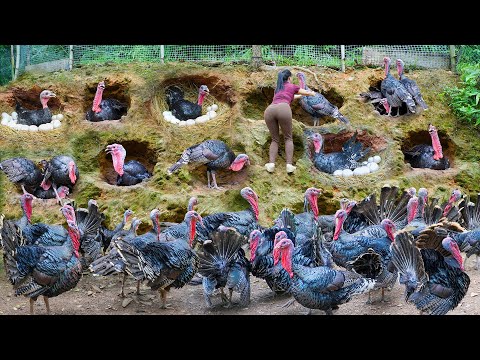 REWIND TIMALSPE --288 Days Harvest Many Turkey, Chickens, Ducks After 10 Month of Raising