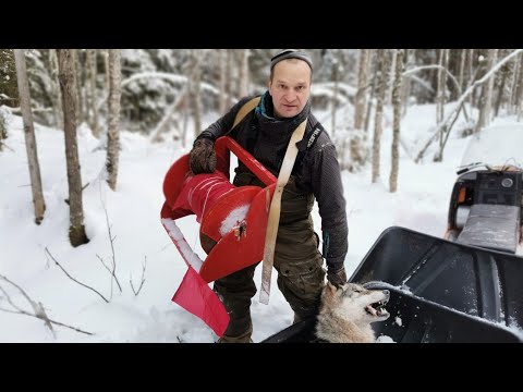 охота на Волка! добыли!