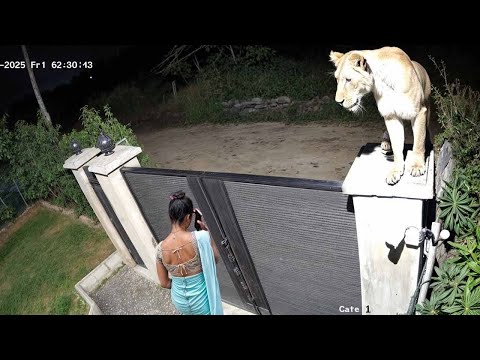 When Wild Animals Think No One's Watching!