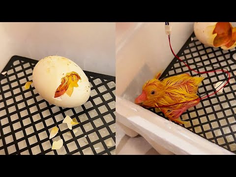 September 29, Xiaofeng 10.4