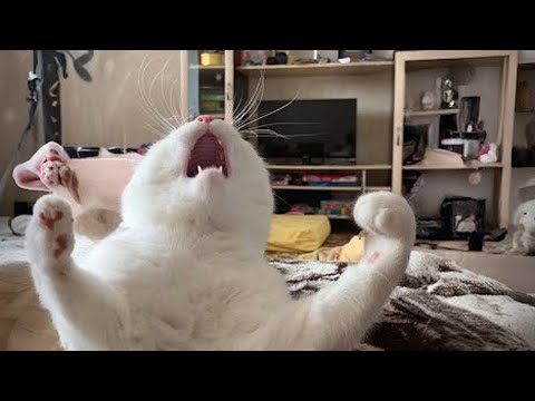 When Your Cats Forgot They’re Cats 😂🐾