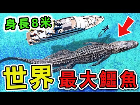 人類史上最大的10個超級鱷魚！第一名體長超過8米，把大象直接當食物。|#世界之最top #世界之最 #出類拔萃 #腦洞大開 #top10 #最大鱷魚