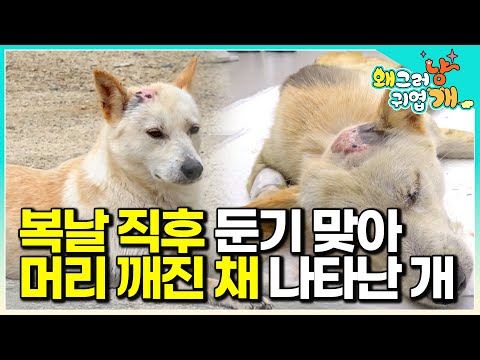 A dog with a broken head and a sick body... Will it survive? │#WhyYouAreSoCute